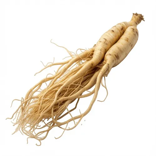 Raiz de Ginseng natural, tónico revitalizante para o corpo e circulação sanguínea